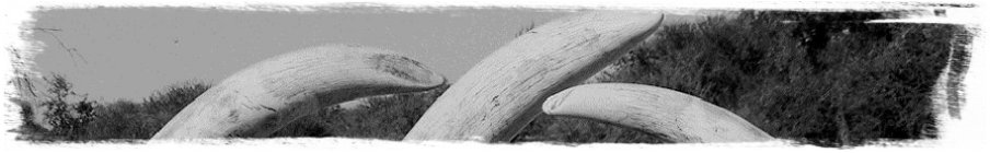 Matlabas Banner Bot02